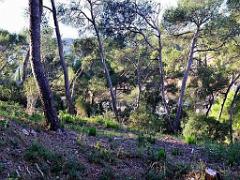 183 HYERES ET SES PALMIERS D15_000041